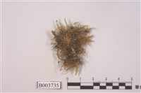 藏品(羽蘚屬)的圖片